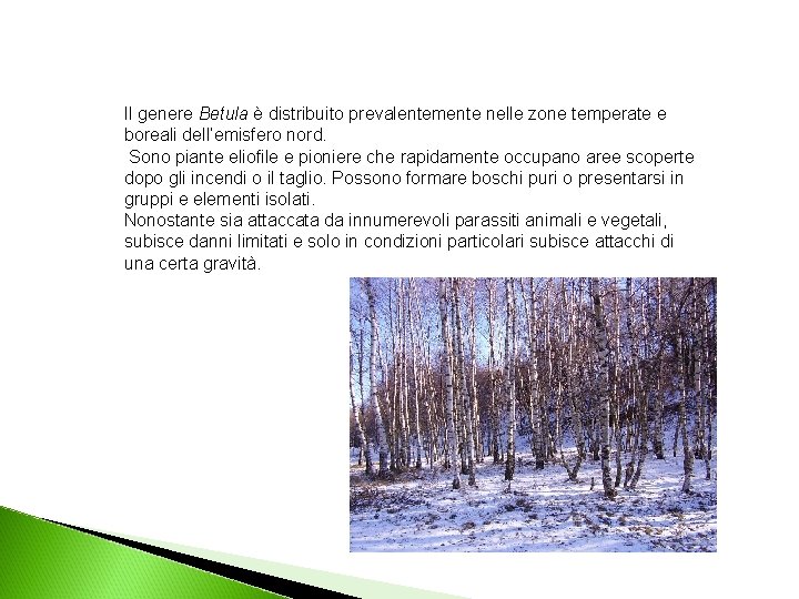 Il genere Betula è distribuito prevalentemente nelle zone temperate e boreali dell’emisfero nord. Sono