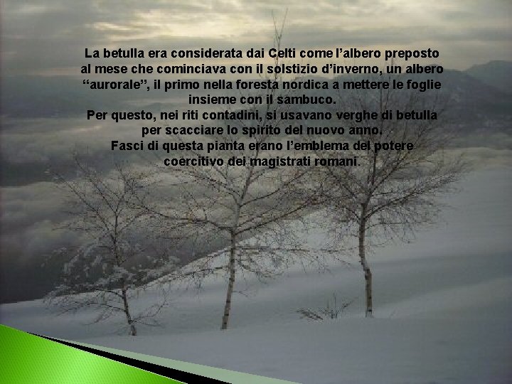 La betulla era considerata dai Celti come l’albero preposto al mese che cominciava con