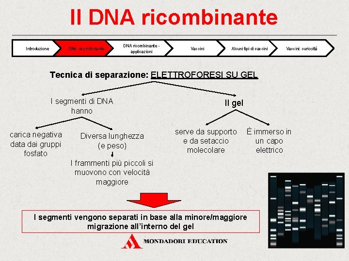 Il DNA ricombinante Introduzione DNA ricombinante applicazioni Vaccini Alcuni tipi di vaccini Vaccini: curiosità