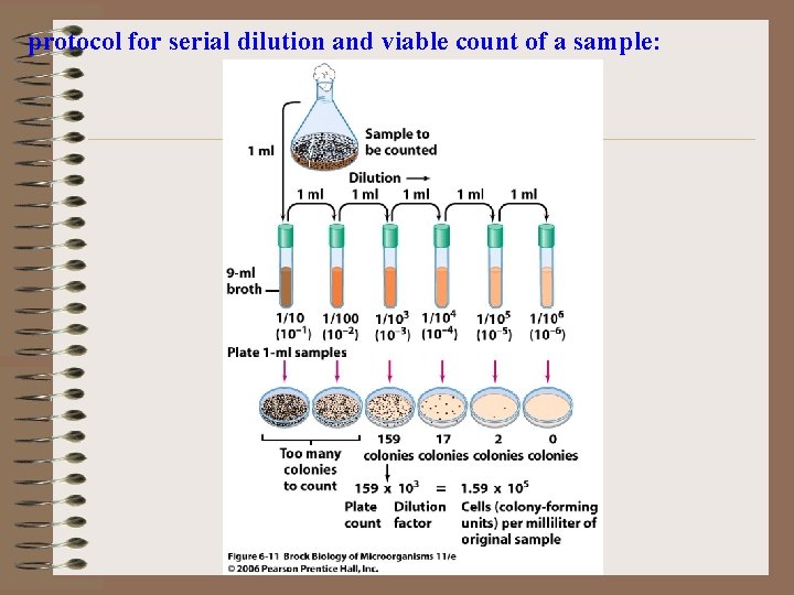 protocol for serial dilution and viable count of a sample: 