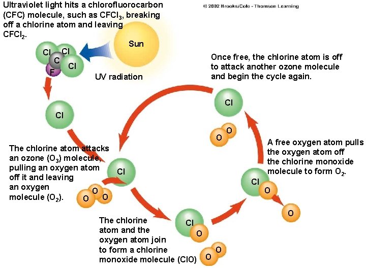 Ultraviolet light hits a chlorofluorocarbon (CFC) molecule, such as CFCl 3, breaking off a