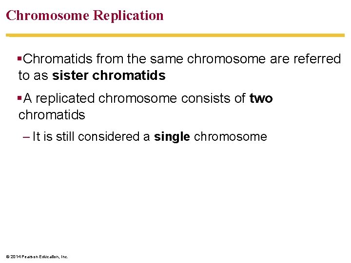 Chromosome Replication §Chromatids from the same chromosome are referred to as sister chromatids §A