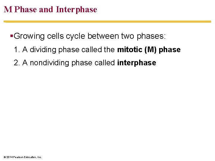 M Phase and Interphase §Growing cells cycle between two phases: 1. A dividing phase
