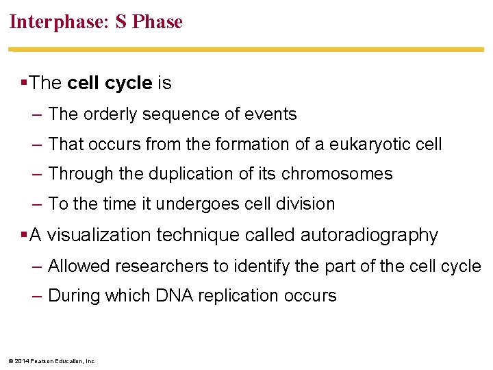 Interphase: S Phase §The cell cycle is – The orderly sequence of events –