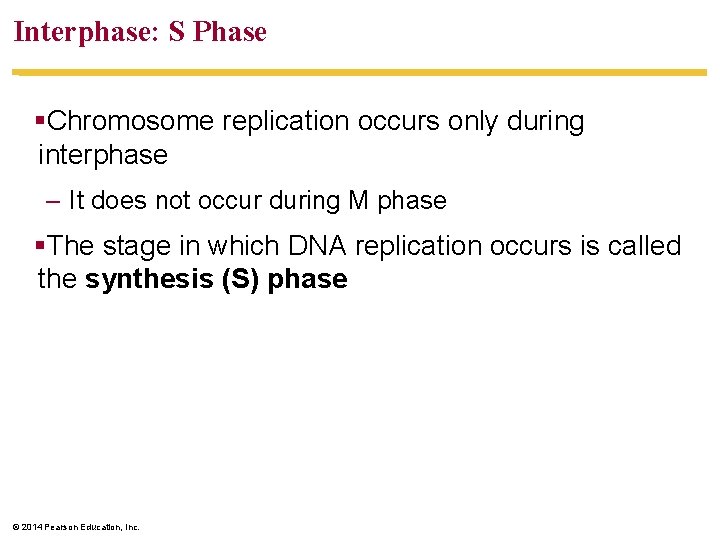 Interphase: S Phase §Chromosome replication occurs only during interphase – It does not occur