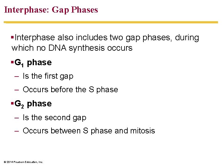 Interphase: Gap Phases §Interphase also includes two gap phases, during which no DNA synthesis