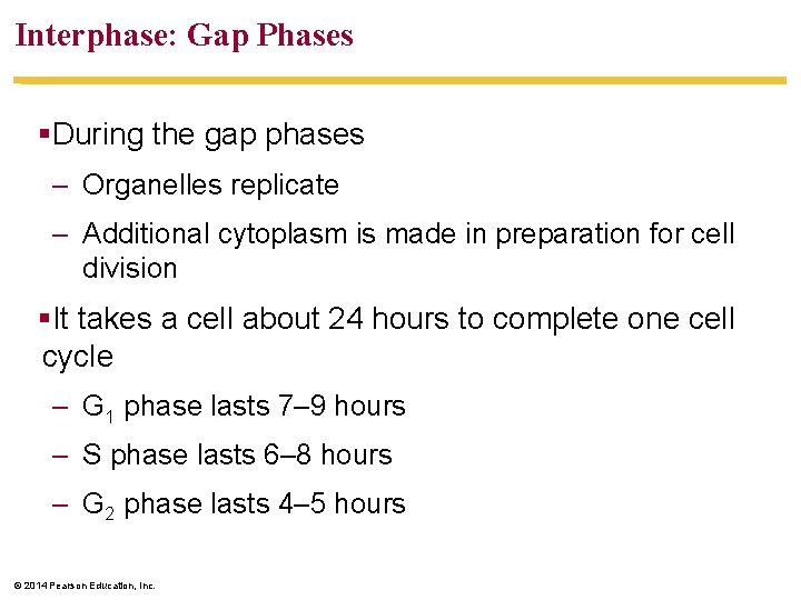 Interphase: Gap Phases §During the gap phases – Organelles replicate – Additional cytoplasm is