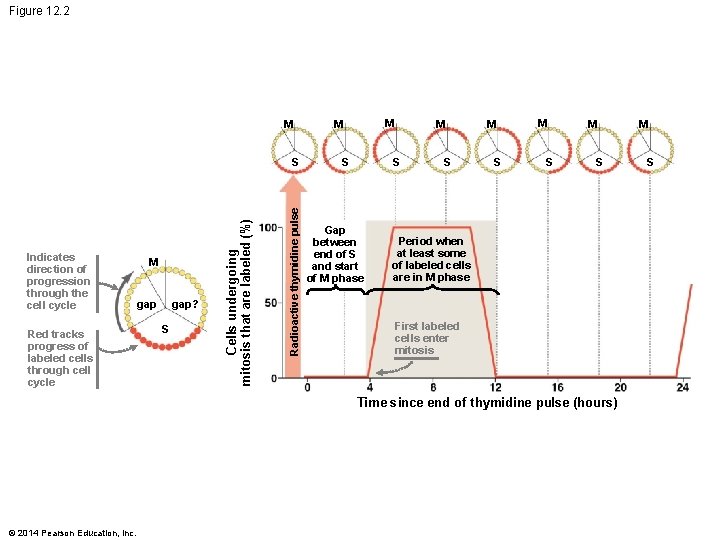 Figure 12. 2 M Red tracks progress of labeled cells through cell cycle M