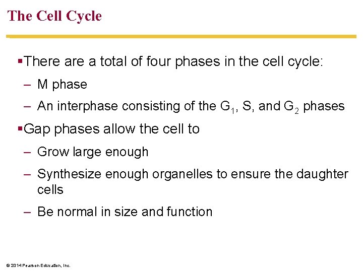 The Cell Cycle §There a total of four phases in the cell cycle: –