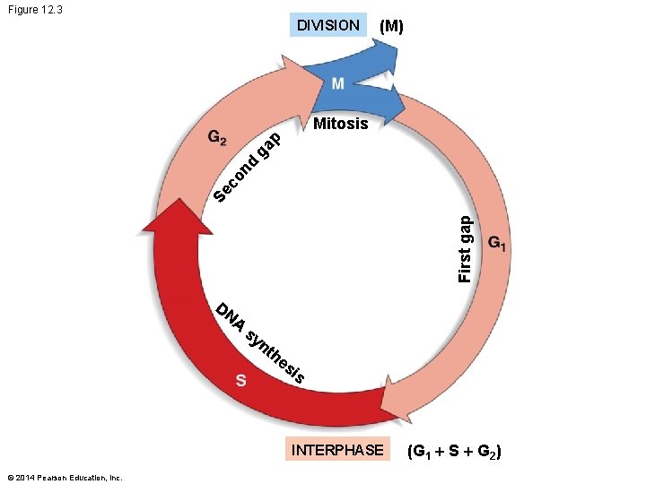 Figure 12. 3 DIVISION (M) First gap Se co nd ga p Mitosis DN