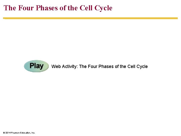 The Four Phases of the Cell Cycle Web Activity: The Four Phases of the