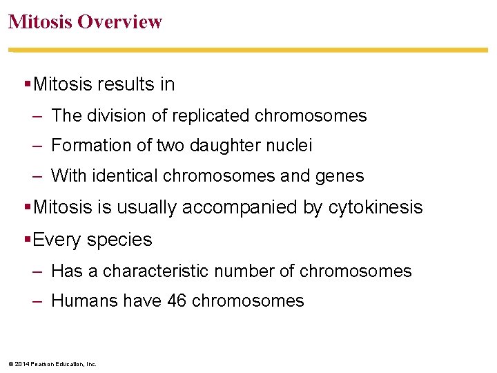 Mitosis Overview §Mitosis results in – The division of replicated chromosomes – Formation of