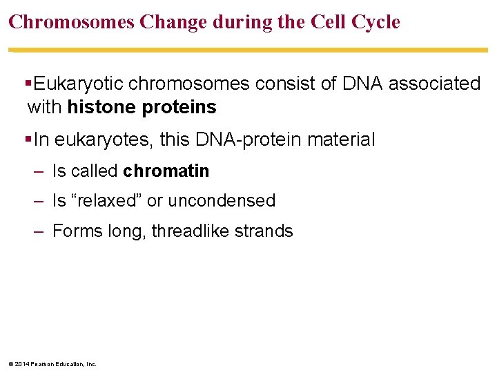 Chromosomes Change during the Cell Cycle §Eukaryotic chromosomes consist of DNA associated with histone