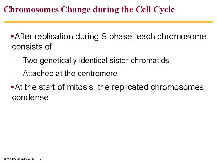 Chromosomes Change during the Cell Cycle §After replication during S phase, each chromosome consists