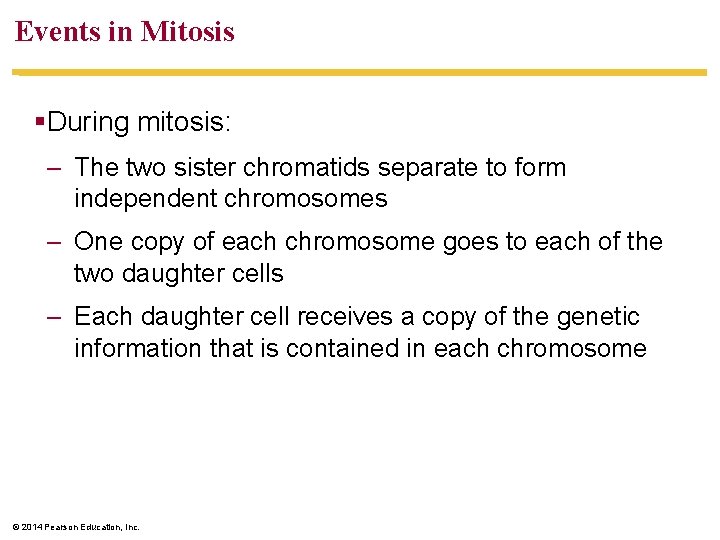 Events in Mitosis §During mitosis: – The two sister chromatids separate to form independent