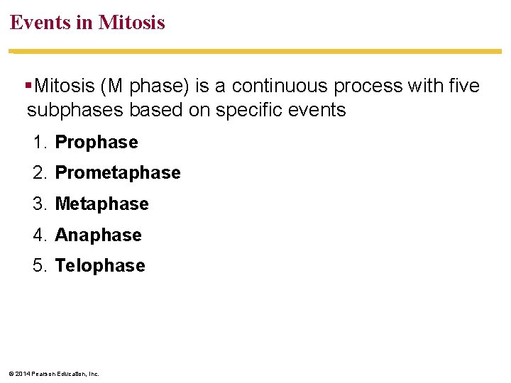 Events in Mitosis §Mitosis (M phase) is a continuous process with five subphases based