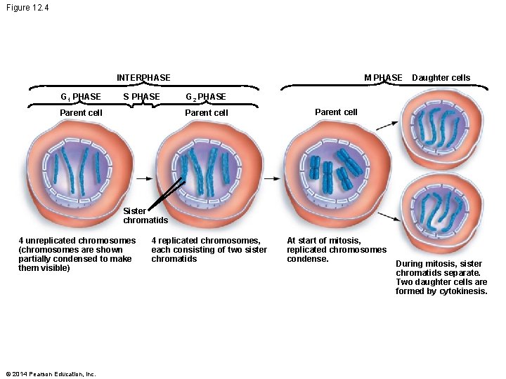 Figure 12. 4 M PHASE INTERPHASE G 1 PHASE S PHASE Parent cell Daughter