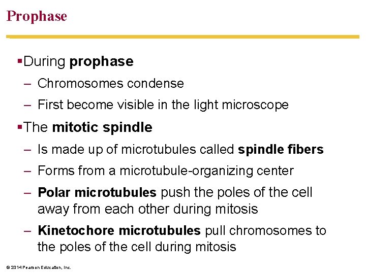 Prophase §During prophase – Chromosomes condense – First become visible in the light microscope