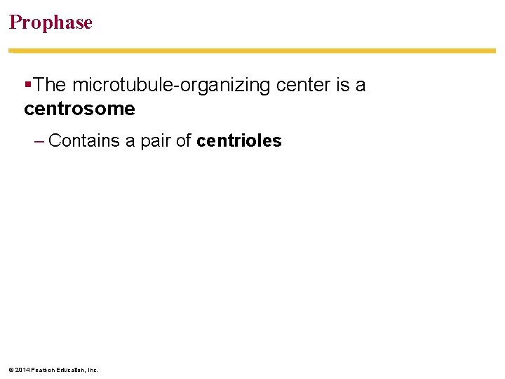 Prophase §The microtubule-organizing center is a centrosome – Contains a pair of centrioles ©