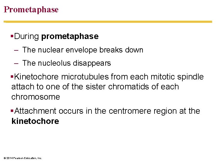 Prometaphase §During prometaphase – The nuclear envelope breaks down – The nucleolus disappears §Kinetochore