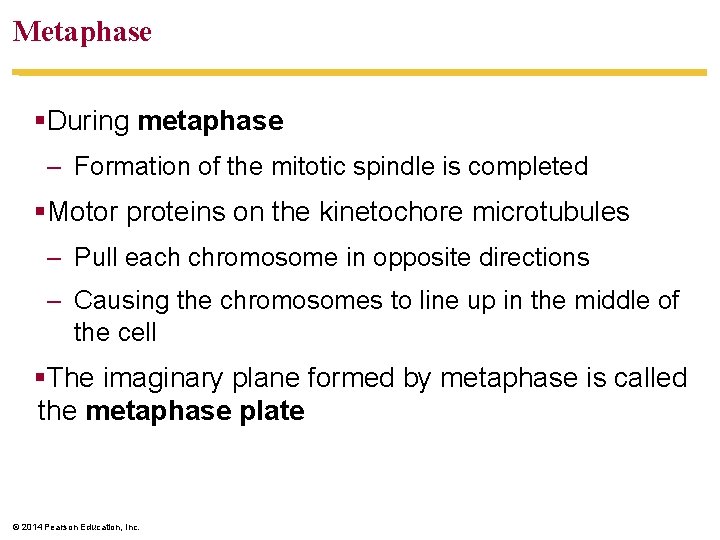 Metaphase §During metaphase – Formation of the mitotic spindle is completed §Motor proteins on