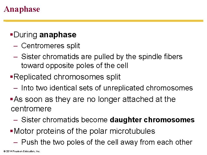 Anaphase §During anaphase – Centromeres split – Sister chromatids are pulled by the spindle