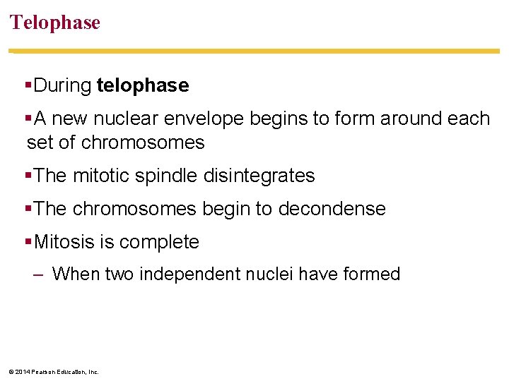 Telophase §During telophase §A new nuclear envelope begins to form around each set of