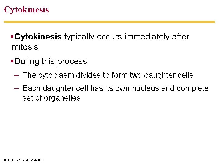 Cytokinesis §Cytokinesis typically occurs immediately after mitosis §During this process – The cytoplasm divides