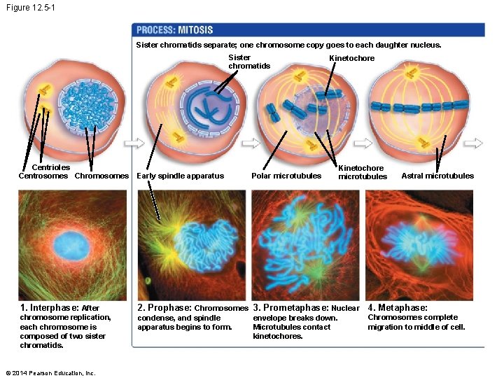Figure 12. 5 -1 Sister chromatids separate; one chromosome copy goes to each daughter