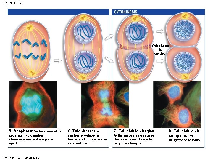 Figure 12. 5 -2 Cytoplasm is divided. 5. Anaphase: Sister chromatids 6. Telophase: The