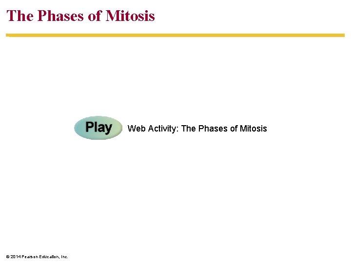 The Phases of Mitosis Web Activity: The Phases of Mitosis © 2014 Pearson Education,