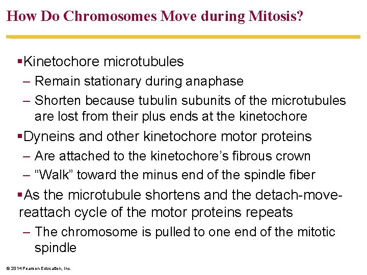 How Do Chromosomes Move during Mitosis? §Kinetochore microtubules – Remain stationary during anaphase –