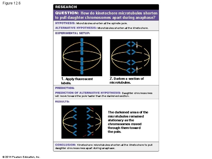 Figure 12. 6 How do kinetochore microtubules shorten to pull daughter chromosomes apart during