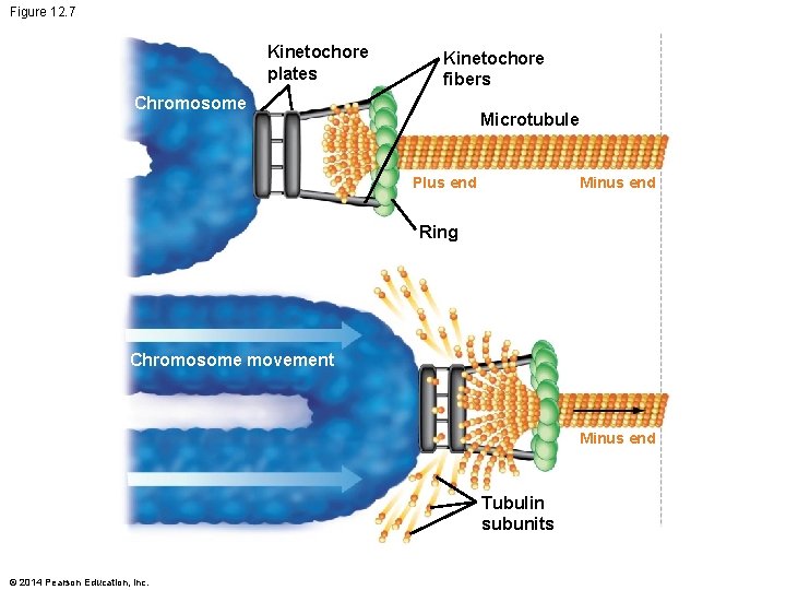Figure 12. 7 Kinetochore plates Kinetochore fibers Chromosome Microtubule Plus end Minus end Ring