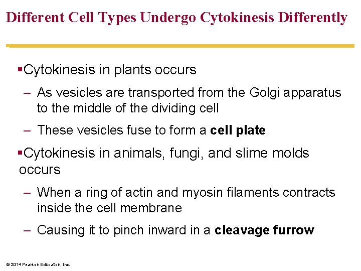 Different Cell Types Undergo Cytokinesis Differently §Cytokinesis in plants occurs – As vesicles are