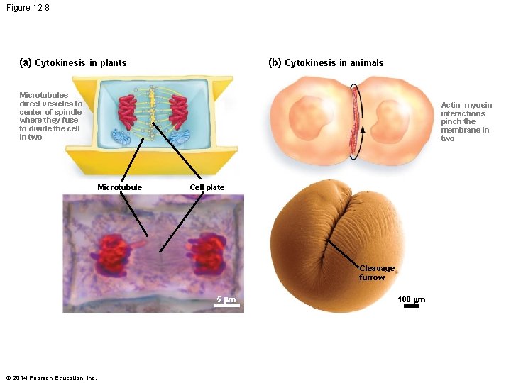 Figure 12. 8 (a) Cytokinesis in plants (b) Cytokinesis in animals Microtubules direct vesicles