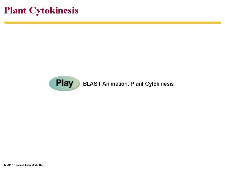 Plant Cytokinesis BLAST Animation: Plant Cytokinesis © 2014 Pearson Education, Inc. 