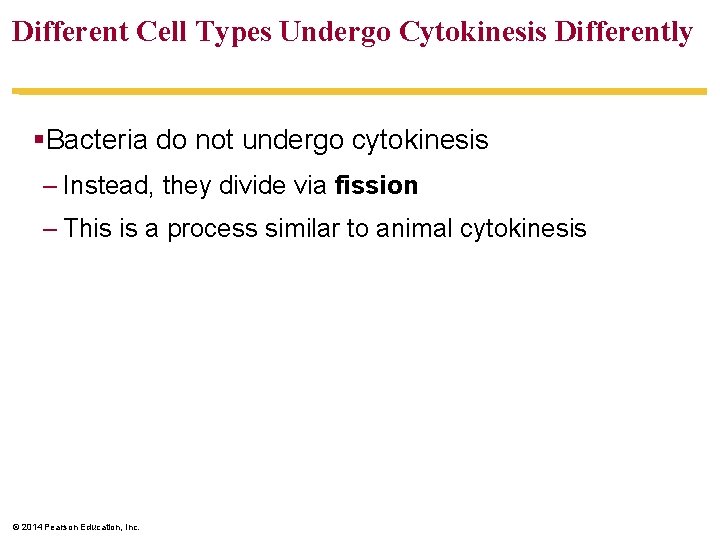 Different Cell Types Undergo Cytokinesis Differently §Bacteria do not undergo cytokinesis – Instead, they