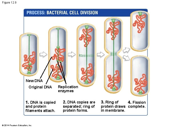 Figure 12. 9 New DNA Original DNA 1. DNA is copied and protein filaments