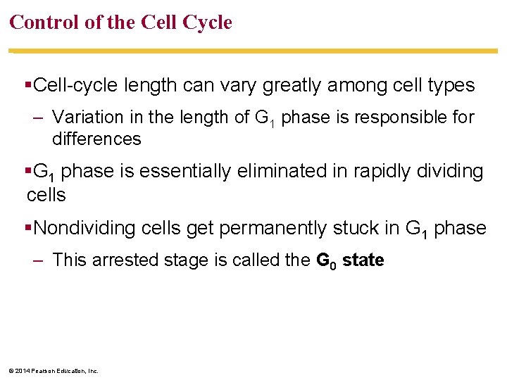 Control of the Cell Cycle §Cell-cycle length can vary greatly among cell types –