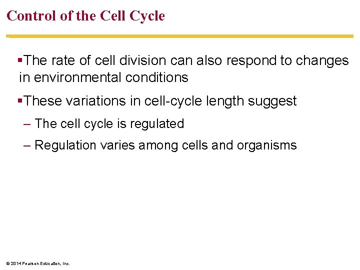 Control of the Cell Cycle §The rate of cell division can also respond to