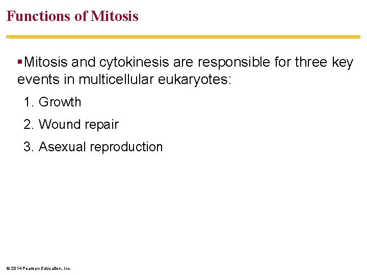 Functions of Mitosis §Mitosis and cytokinesis are responsible for three key events in multicellular
