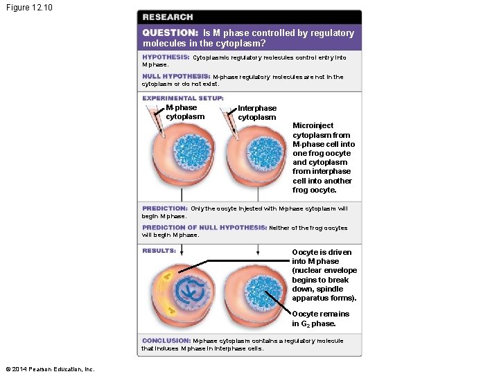 Figure 12. 10 Is M phase controlled by regulatory molecules in the cytoplasm? Cytoplasmic