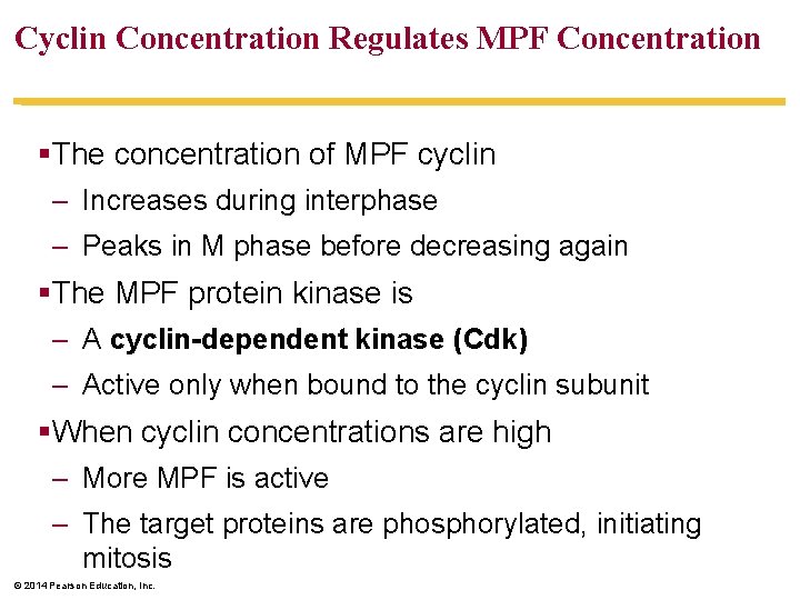 Cyclin Concentration Regulates MPF Concentration §The concentration of MPF cyclin – Increases during interphase