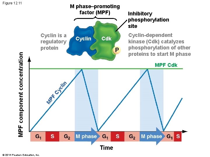 Figure 12. 11 M phase–promoting factor (MPF) Cyclin Cdk in Cy cl PF Time