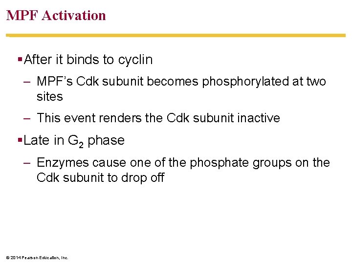MPF Activation §After it binds to cyclin – MPF’s Cdk subunit becomes phosphorylated at
