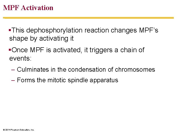 MPF Activation §This dephosphorylation reaction changes MPF’s shape by activating it §Once MPF is