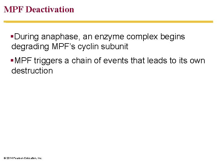 MPF Deactivation §During anaphase, an enzyme complex begins degrading MPF’s cyclin subunit §MPF triggers