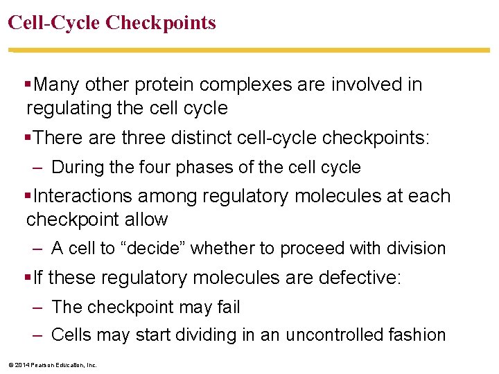 Cell-Cycle Checkpoints §Many other protein complexes are involved in regulating the cell cycle §There
