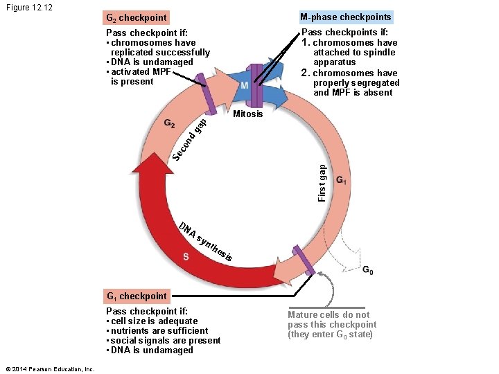 Figure 12. 12 G 2 checkpoint M-phase checkpoints Pass checkpoint if: • chromosomes have